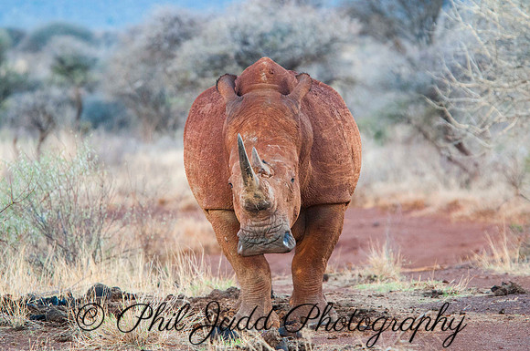 Red Rhino