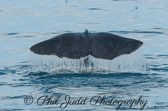 Whale Fluke