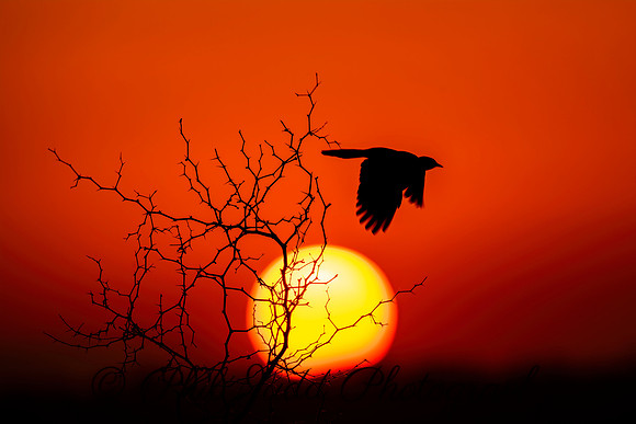 Sunset Starling