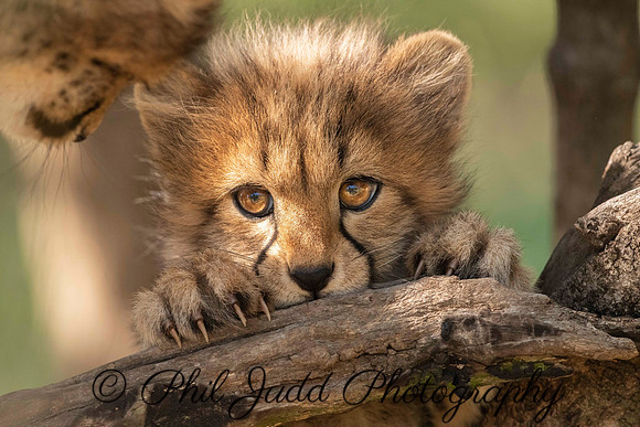 Cheetah Cub
