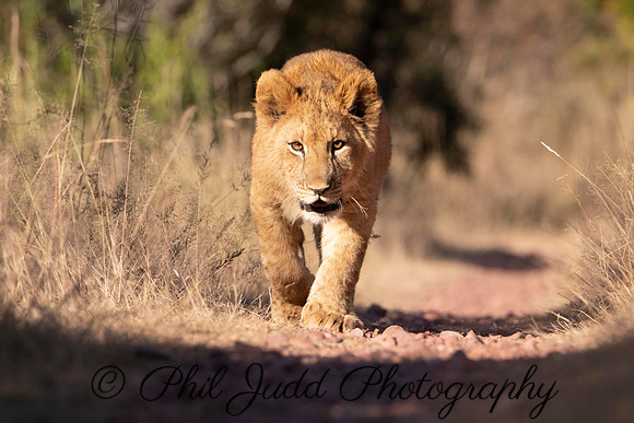 Lion Cub Stalk