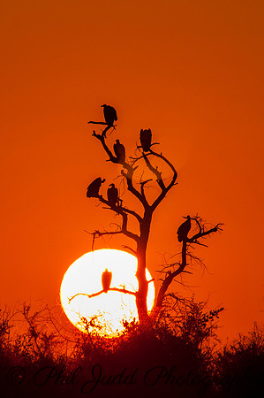 Vulture Sunset.
