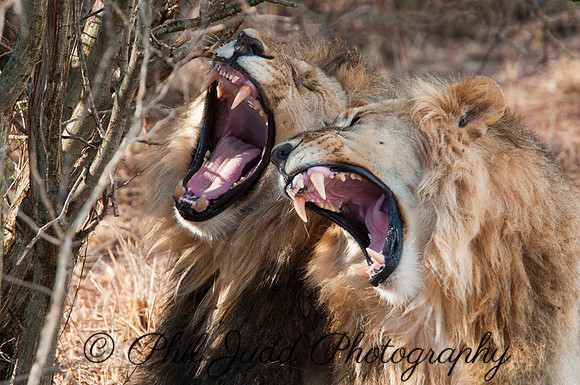 Brothers Quarrel