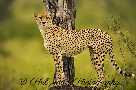 Cheetah Pose