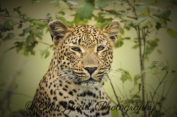 Leopard Vignette