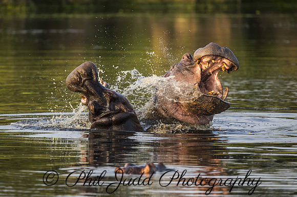 Hippo Fight