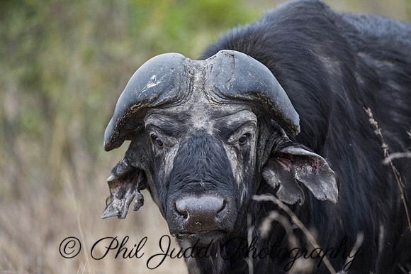 Old Bull