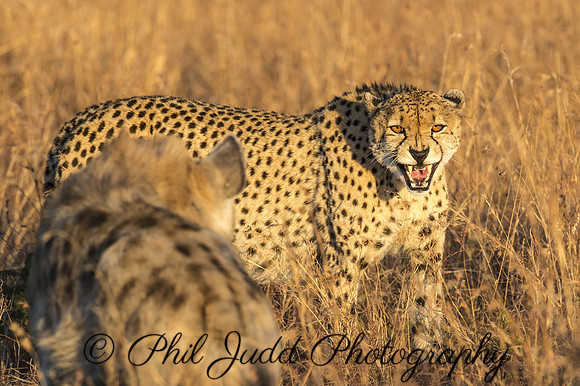 Cheetah vs Hyena