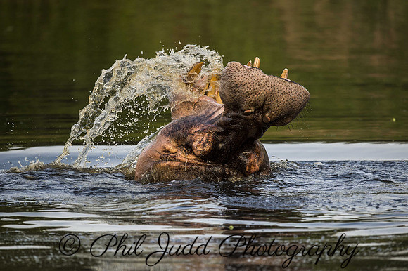 Hippo Play