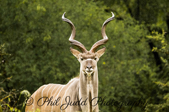 Kudu in the Rain